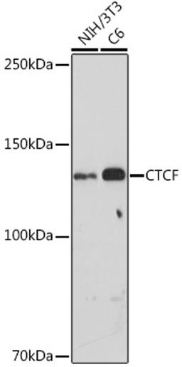 Western blot - CTCF antibody (A18627)