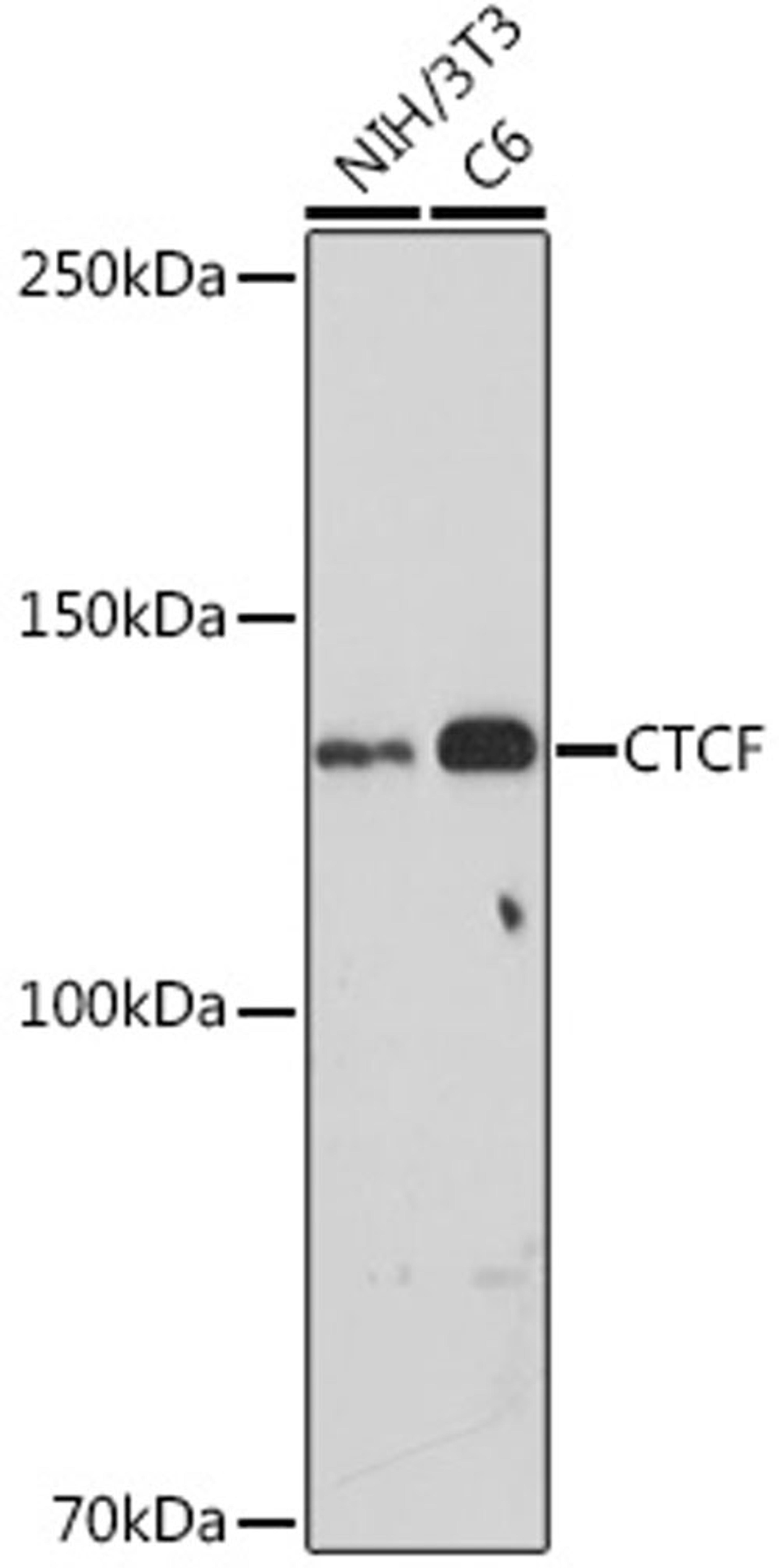 Western blot - CTCF antibody (A18627)