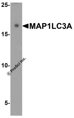Western blot analysis of MAP1LC3A in 293 cell lysate with MAP1LC3A antibody at 1 μg/ml.
