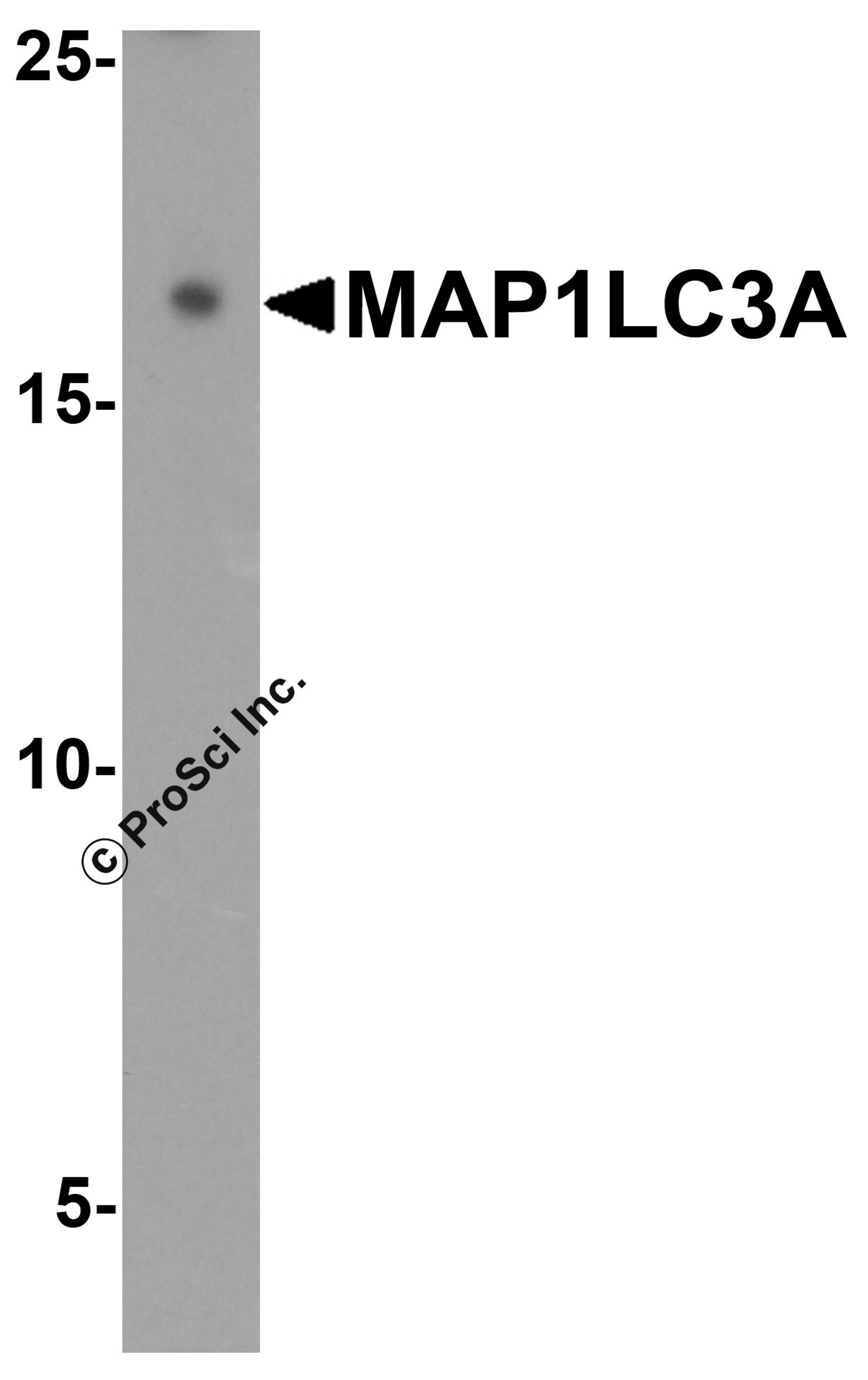 Western blot analysis of MAP1LC3A in 293 cell lysate with MAP1LC3A antibody at 1 μg/ml.