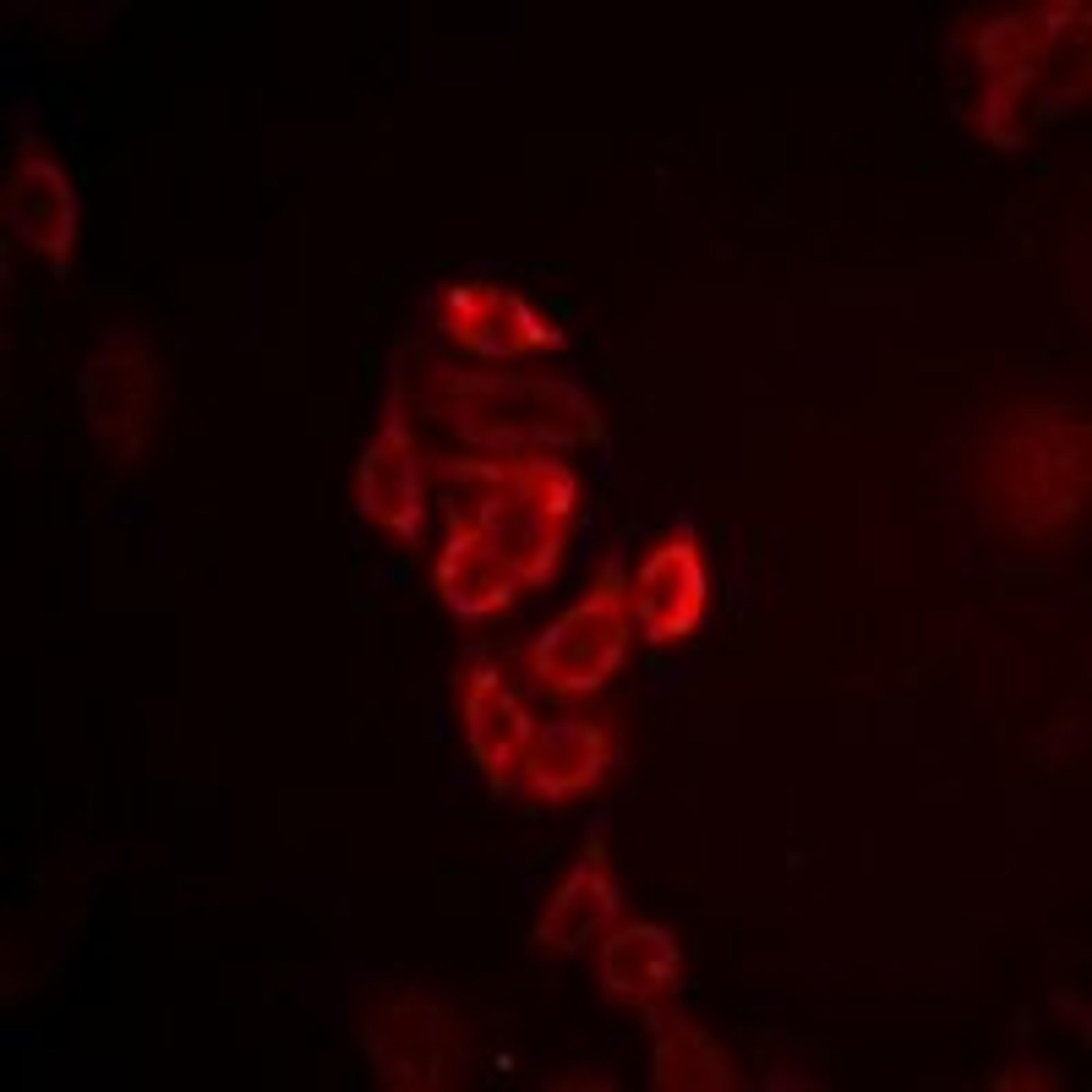 Immunofluorescent analysis of HepG2 cells using GJA5 antibody