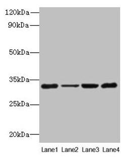 Western blot. All lanes: PDCD1 antibody at 6µg/ml. Lane 1: 293T whole cell lysate. Lane 2: Hela whole cell lysate. Lane 3: K562 whole cell lysate. Lane 4: Mouse stomach tissue. Secondary. Goat polyclonal to rabbit IgG at 1/10000 dilution. Predicted band size: 32 kDa. Observed band size: 32 kDa