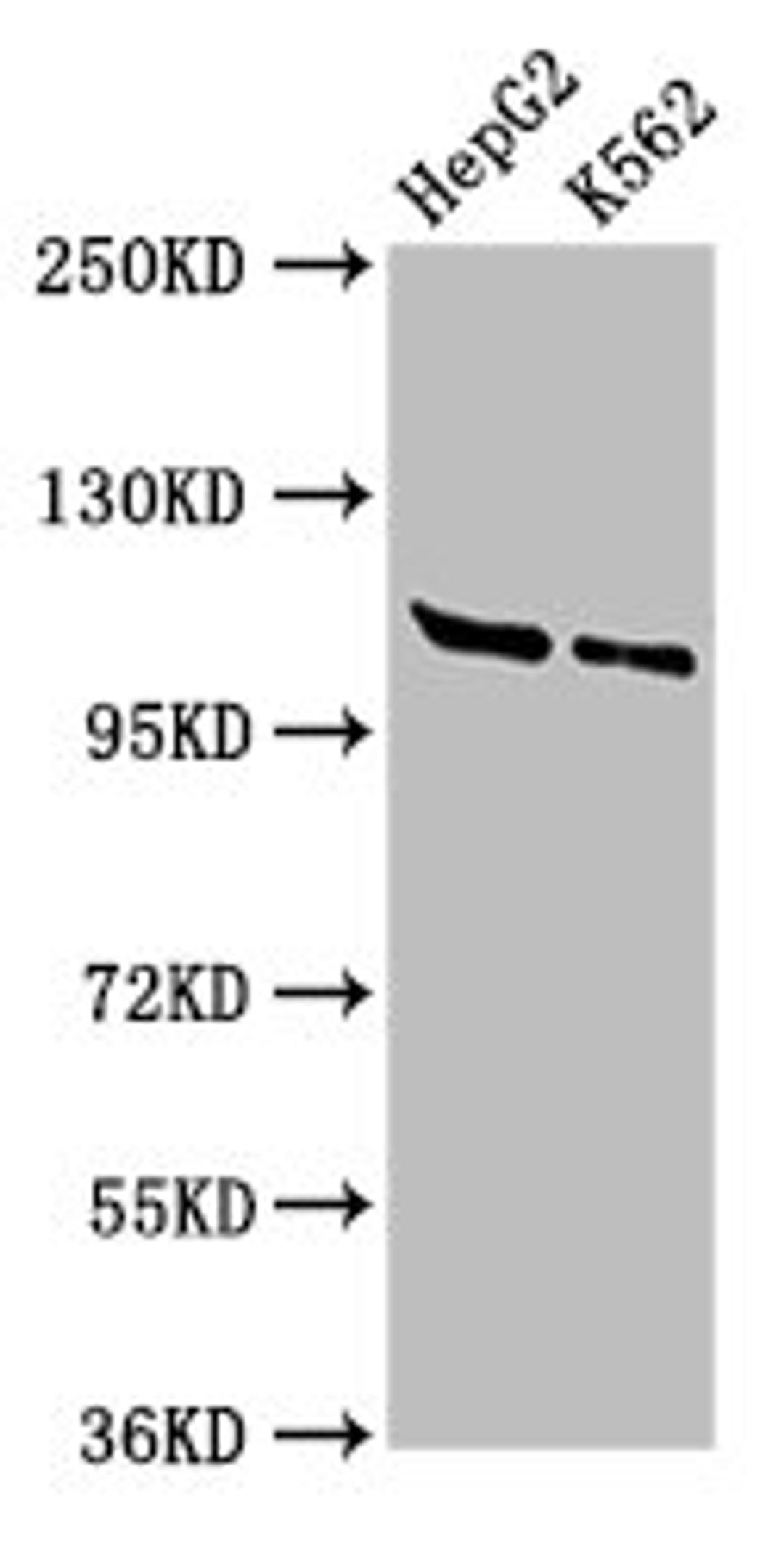 Western Blot. Positive WB detected in: HepG2 whole cell lysate, K562 whole cell lysate. All lanes: HLTF antibody at 3ug/ml. Secondary. Goat polyclonal to rabbit IgG at 1/50000 dilution. Predicted band size: 114, 100 kDa. Observed band size: 114 kDa. 