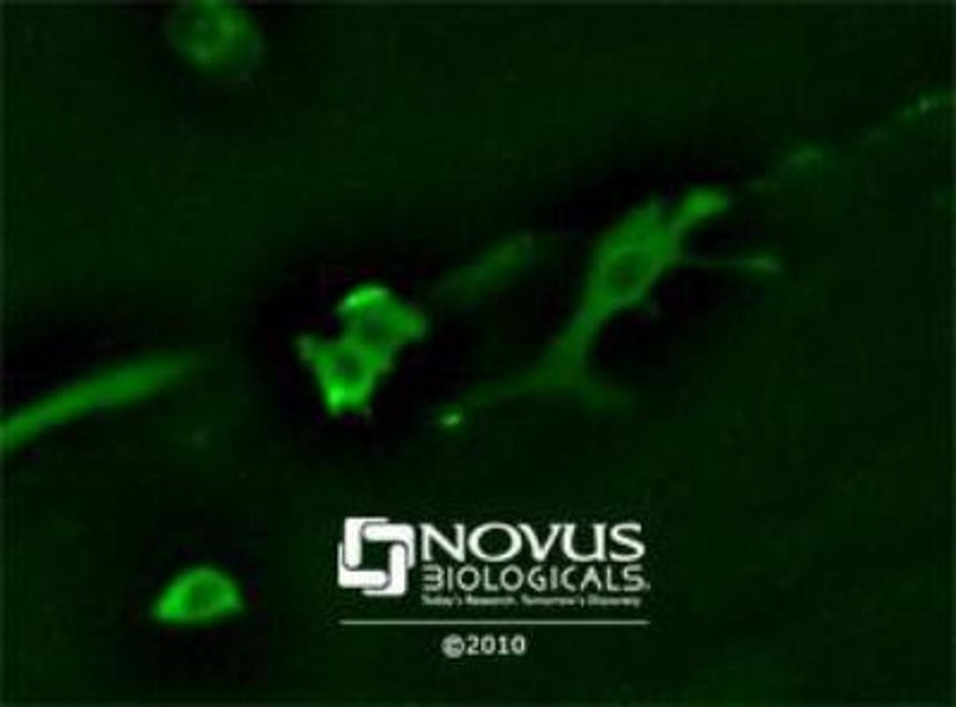 Immunocytochemistry/Immunofluorescence: GAPDH Antibody [NB300-322] - GAPDH detection in HeLa cells with ICC-IF application using NB300-322, visualized with DyLight Fluor 488.