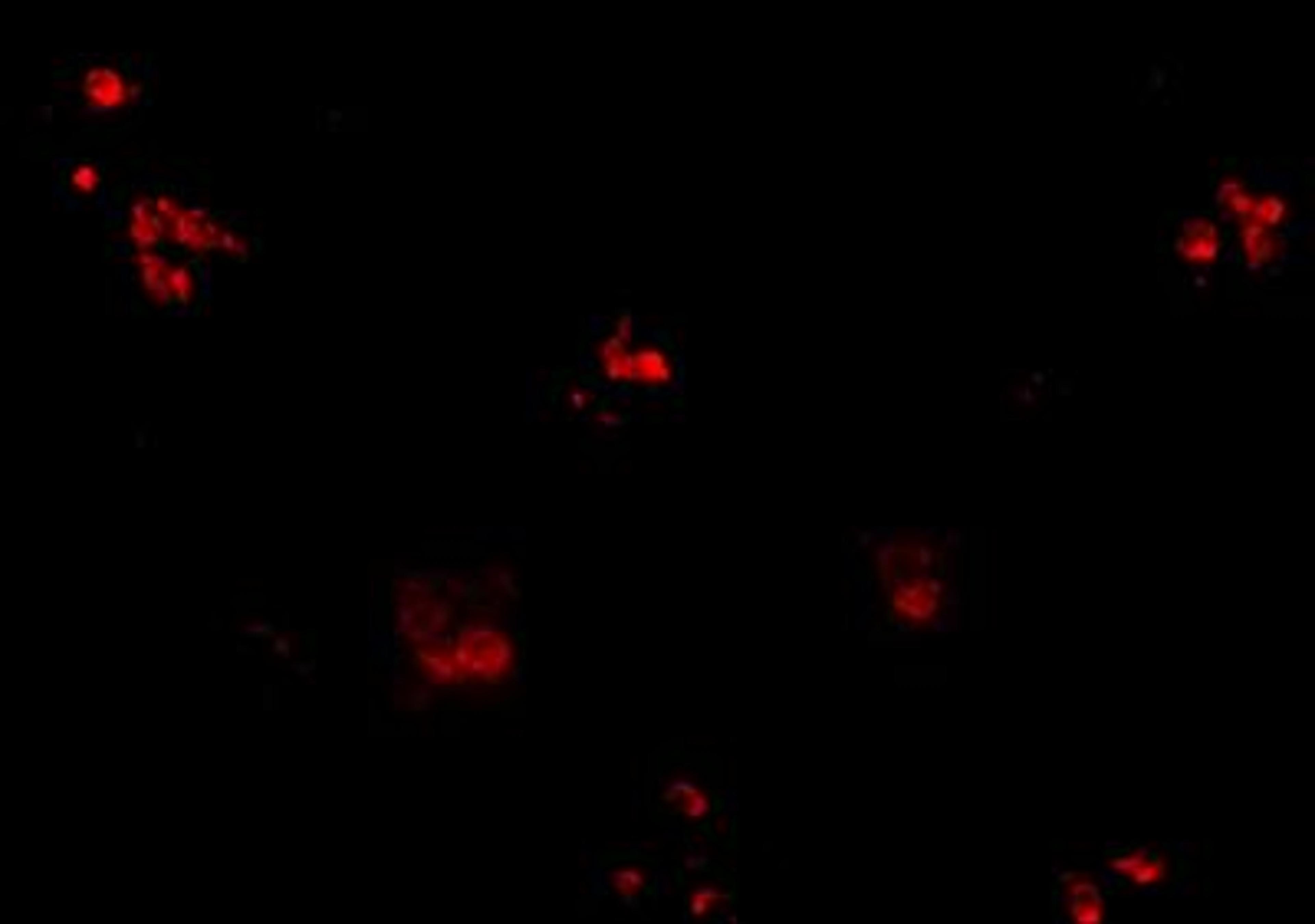 Immunocytochemistry/Immunofluorescence: KCTD15 Antibody [NBP1-77007] - Immunofluorescence of KCTD15 in human spleen tissue with KCTD15 antibody at 20 ug/mL.