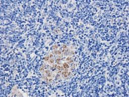 Immunohistochemical staining of paraffin embedded guinea pig lymph node tissue using anti-FCRL4 (2.5 ug/ml)