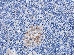 Immunohistochemical staining of paraffin embedded guinea pig lymph node tissue using anti-FCRL4 (2.5 ug/ml)