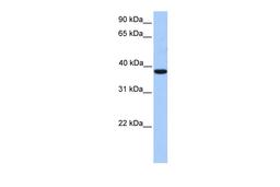 Antibody used in WB on Human Liver at 0.2-1 ug/ml.