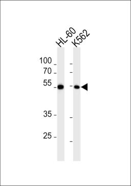 Western blot analysis in HL-60,K562 cell line lysates (35ug/lane).