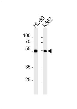 Western blot analysis in HL-60,K562 cell line lysates (35ug/lane).