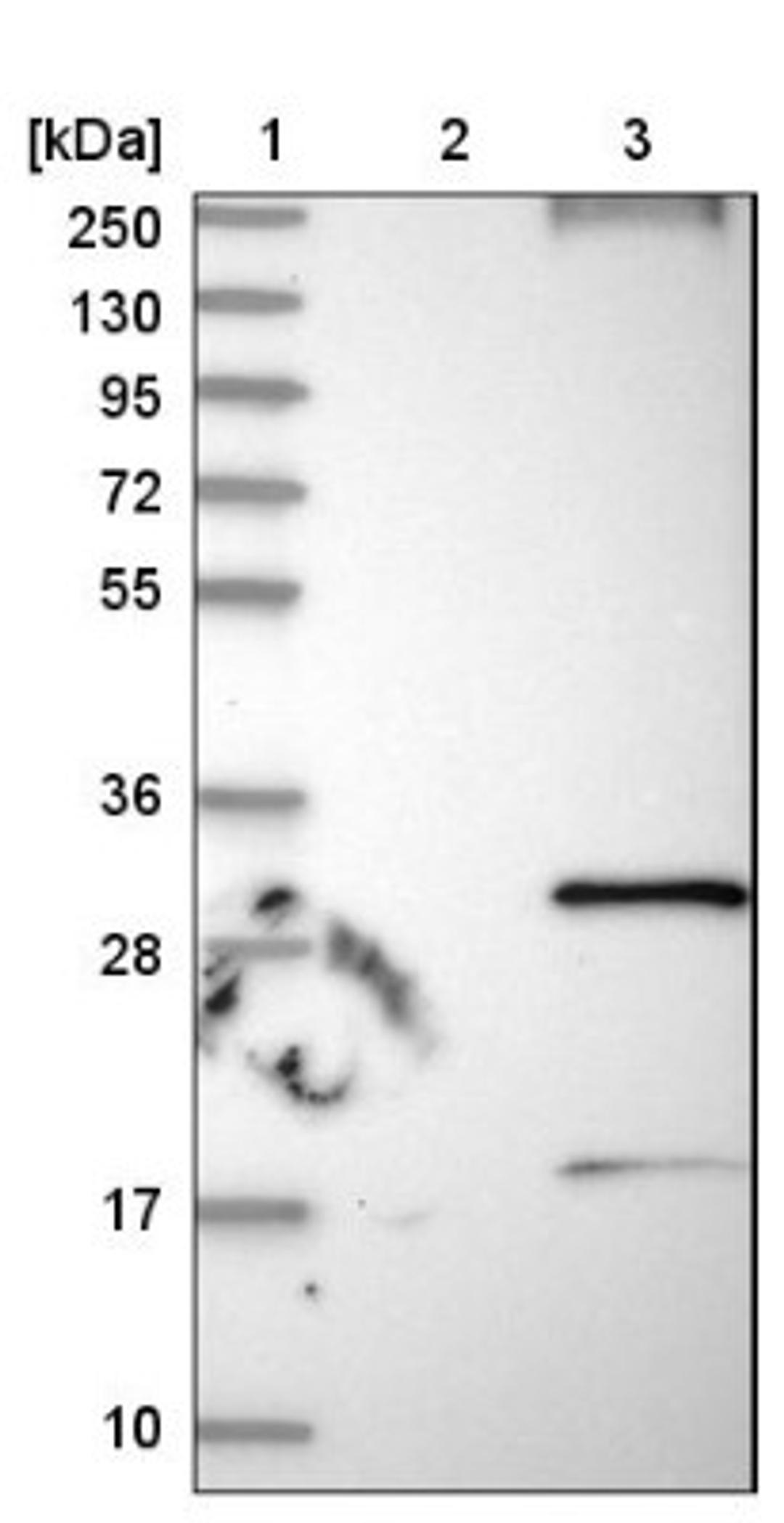 Western Blot: RNF182 Antibody [NBP1-82707] - Lane 1: Marker [kDa] 250, 130, 95, 72, 55, 36, 28, 17, 10<br/>Lane 2: Negative control (vector only transfected HEK293T lysate)<br/>Lane 3: Over-expression lysate (Co-expressed with a C-terminal myc-DDK tag (~3.1 kDa) in mammalian HEK293T cells, LY403489)