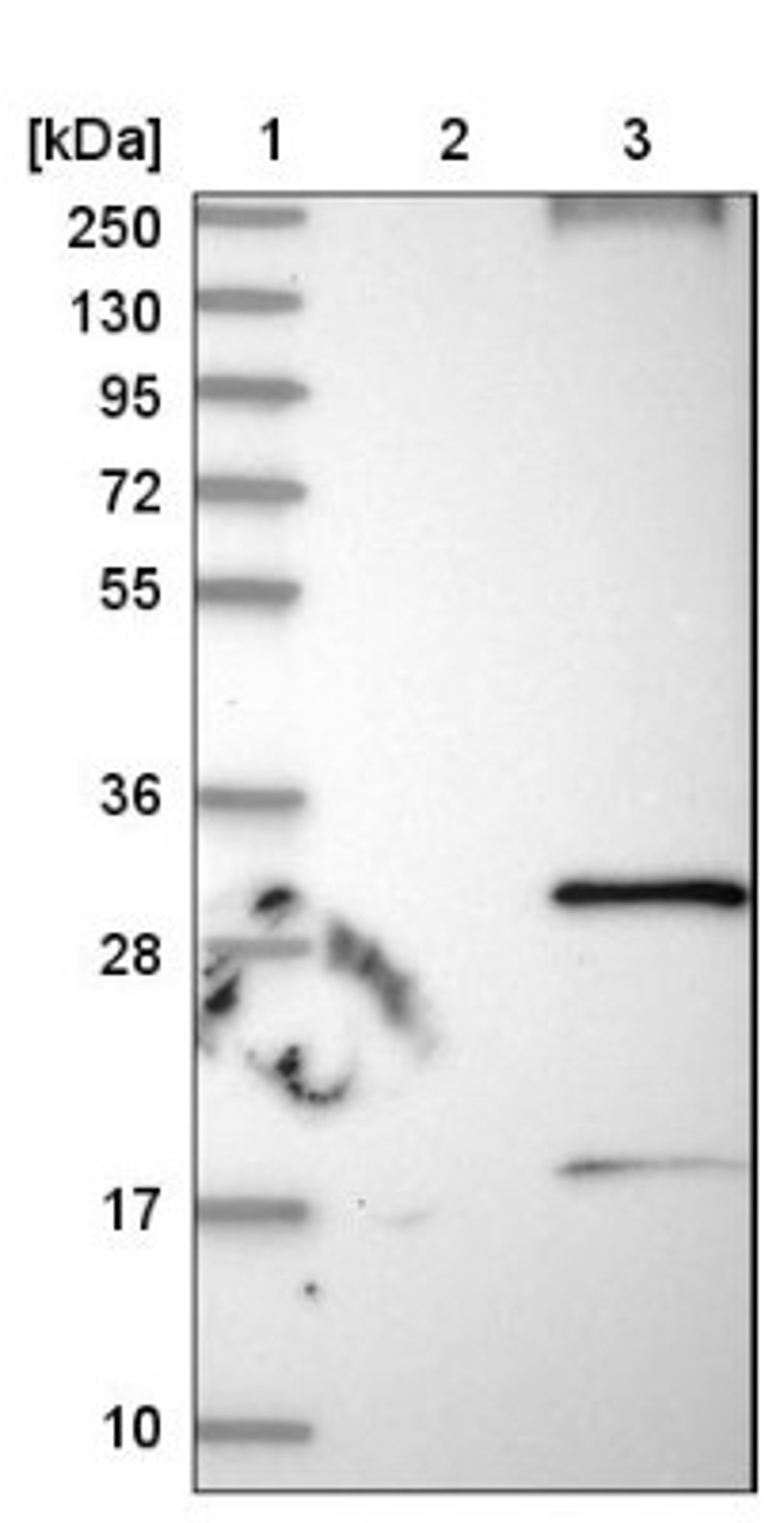 Western Blot: RNF182 Antibody [NBP1-82707] - Lane 1: Marker [kDa] 250, 130, 95, 72, 55, 36, 28, 17, 10<br/>Lane 2: Negative control (vector only transfected HEK293T lysate)<br/>Lane 3: Over-expression lysate (Co-expressed with a C-terminal myc-DDK tag (~3.1 kDa) in mammalian HEK293T cells, LY403489)