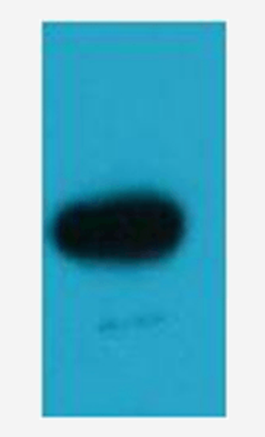 Western blot analysis of recombinant protein using EBFP antibody