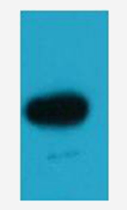 Western blot analysis of recombinant protein using EBFP antibody