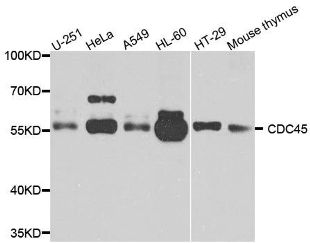 Western blot analysis of extracts of various cells using cdc45 antibody