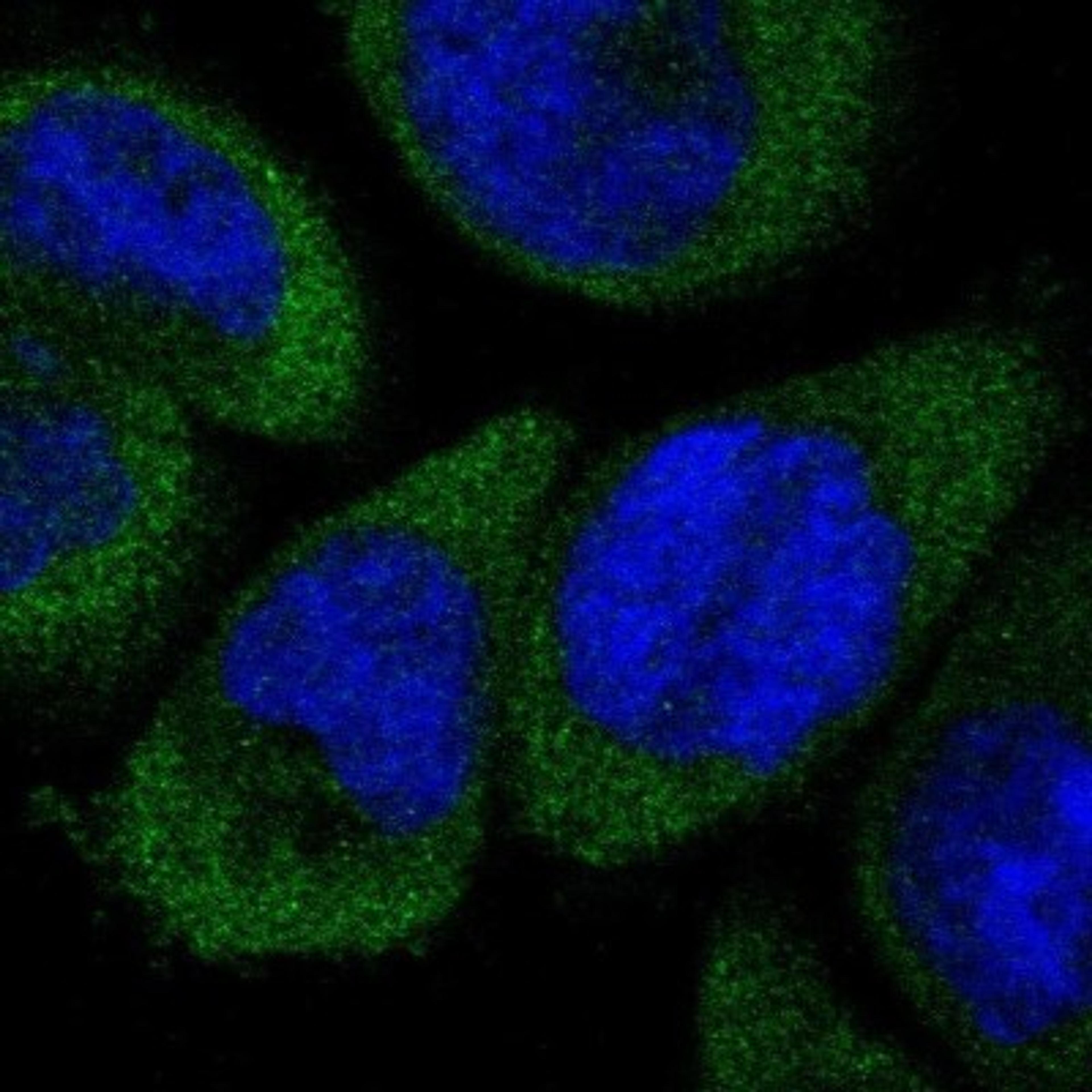 Immunofluorescence: Dfna5 deafness Antibody [NBP1-87689] - Immunofluorescent staining of human cell line A-431 shows positivity in cytoplasm.