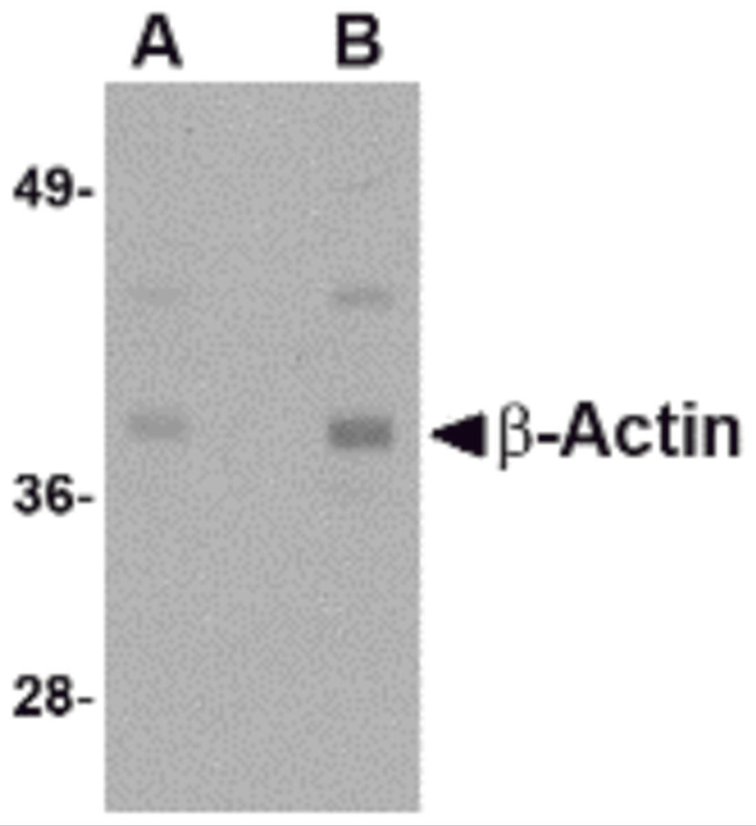 Western blot analysis of actin in HeLa cell lysate with b-actin antibody at (A) 1 and (B) 2 μg/mL.