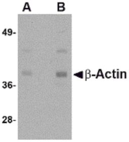 Western blot analysis of actin in HeLa cell lysate with b-actin antibody at (A) 1 and (B) 2 μg/mL.