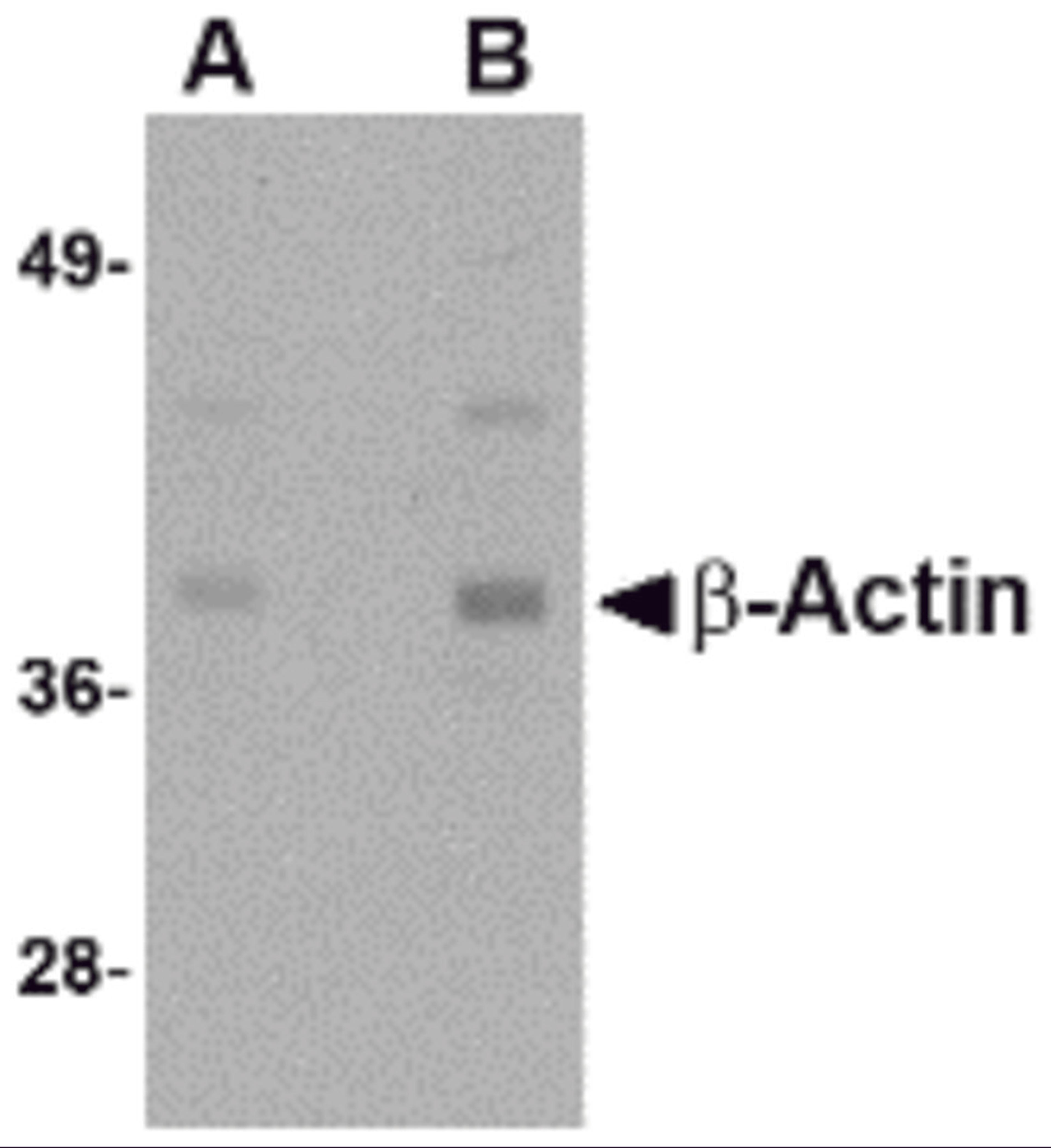 Western blot analysis of actin in HeLa cell lysate with b-actin antibody at (A) 1 and (B) 2 μg/mL.