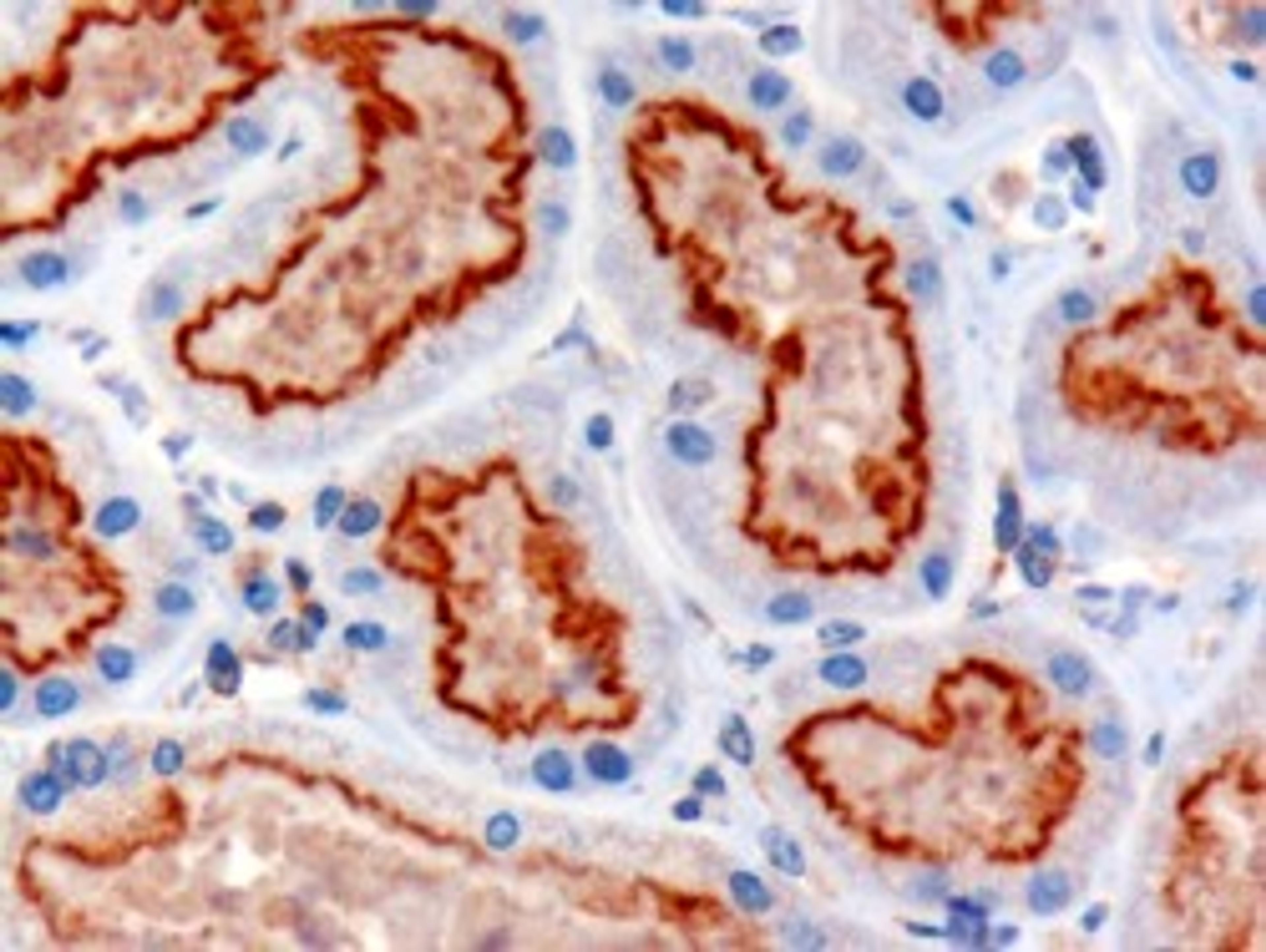 45-762 (3ug/ml) staining of paraffin embedded Human Kidney. Microwaved antigen retrieval with Tris/EDTA buffer pH9, HRP-staining.