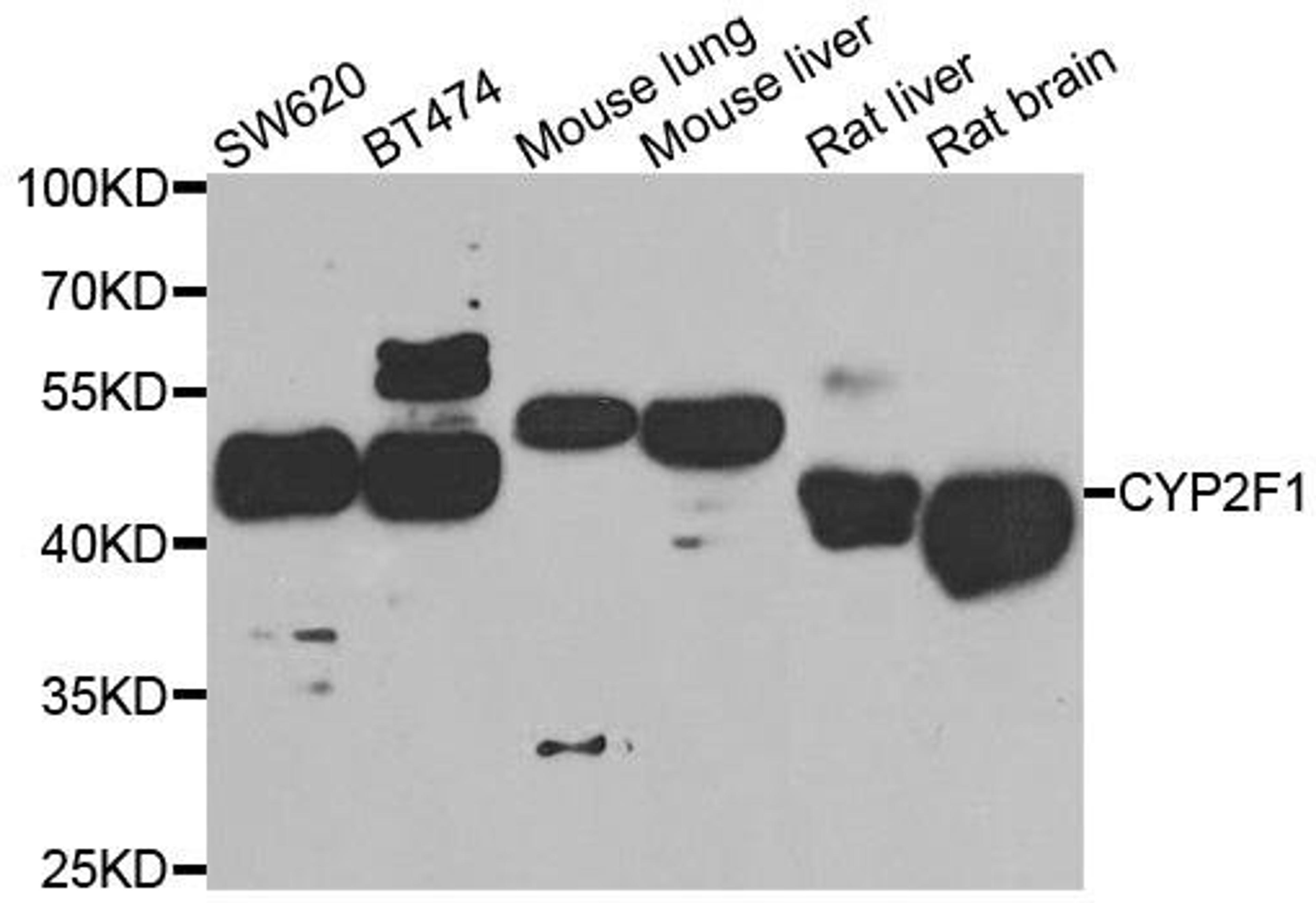 Western blot analysis of extracts of various cell lines using CYP2F1 antibody