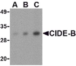 Western blot analysis of CIDE-B in mouse small intestine tissue lysate with CIDE-B antibody at (A) 0.5, (B) 1 and (C) 2 μg/mL.