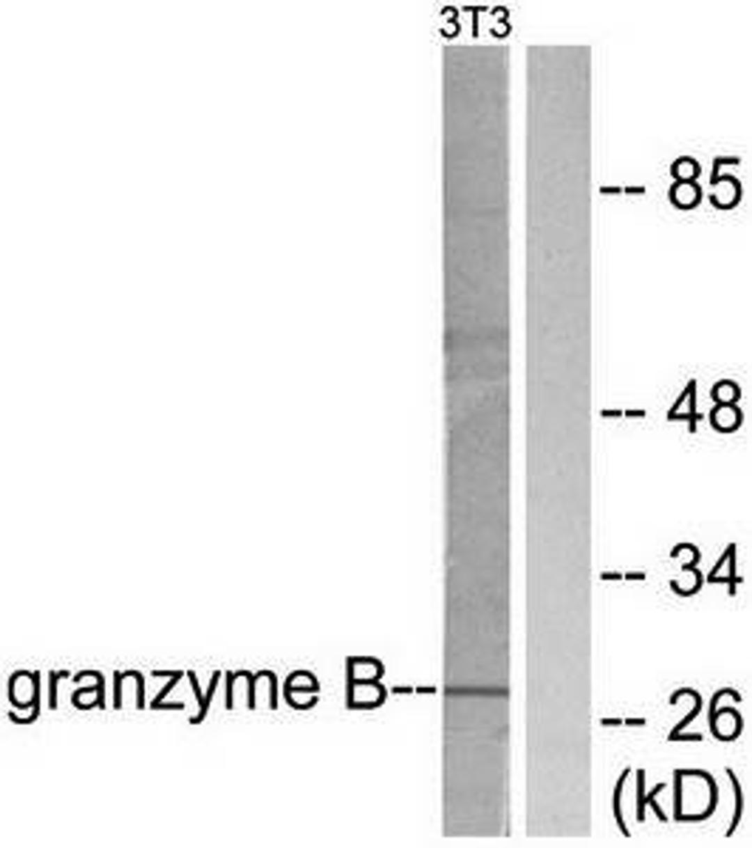 Western blot analysis of extracts from NIH/3T3 cells using Granzyme B antibody