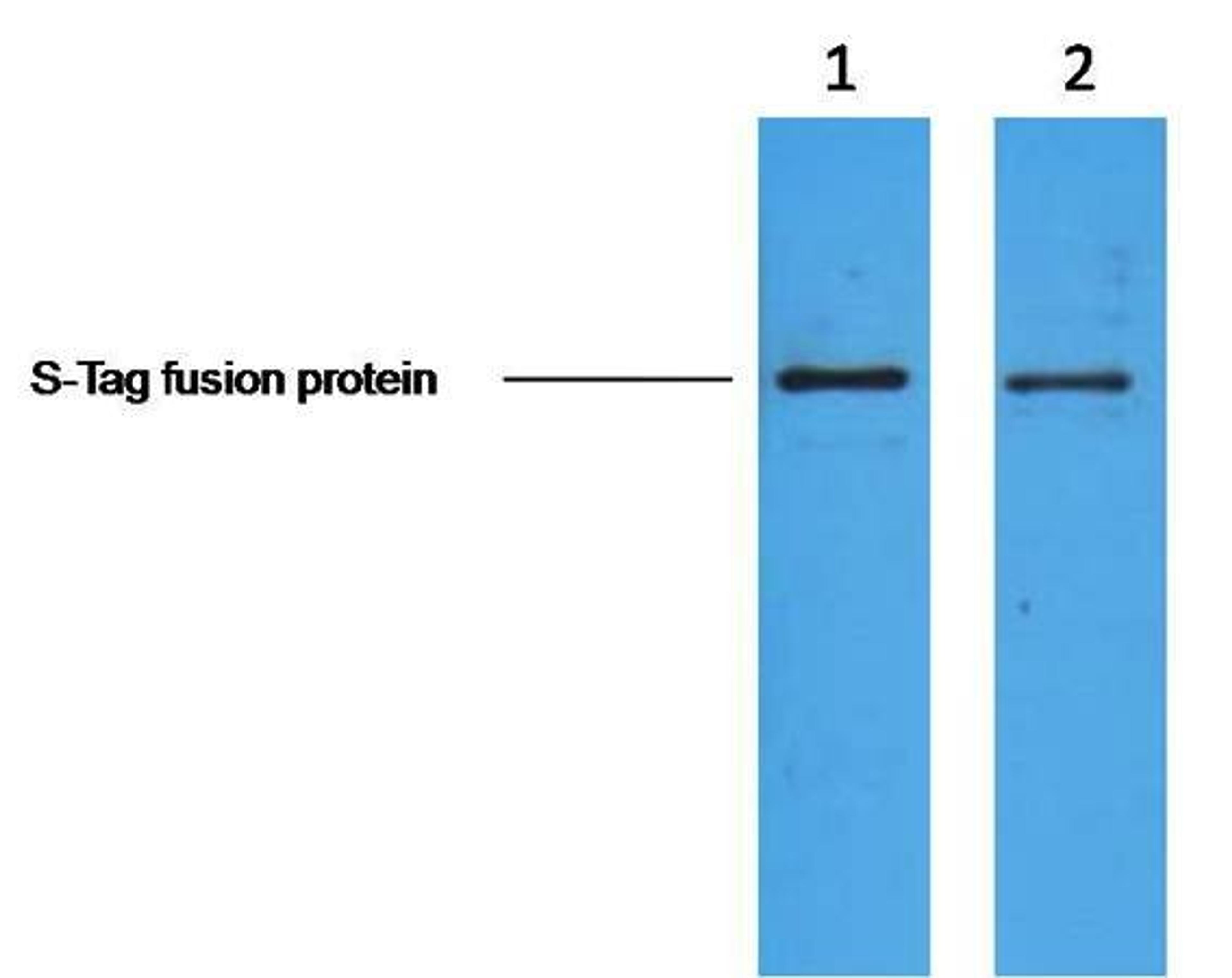 Western blot analysis of S-Tag fusion protein using S Tag antibody. 2ug S-Tag fusion protein+ Primary antibody dilution at 1?1:5,000 2?1:10,000.