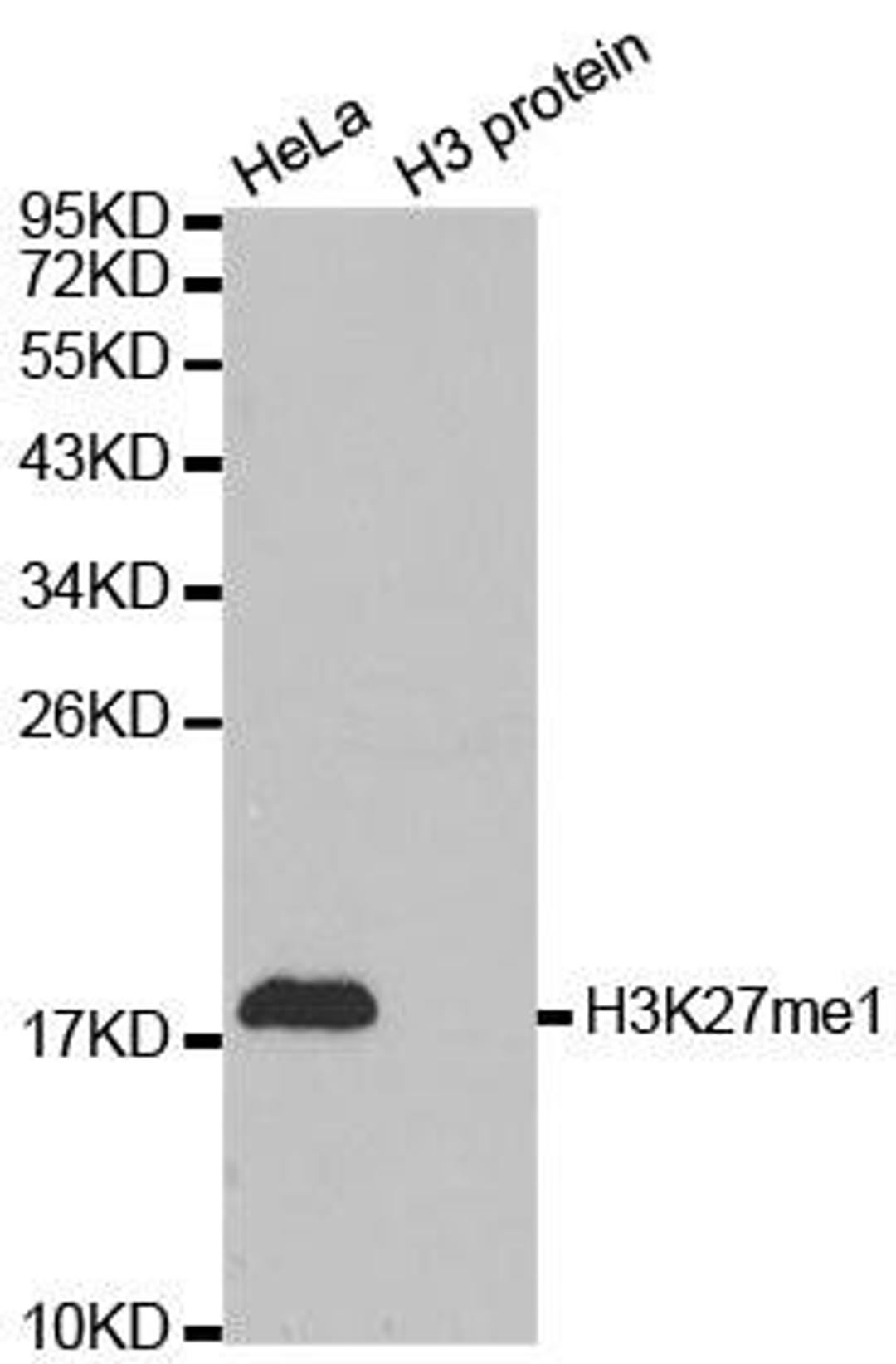 Western blot analysis of extracts of HeLa cell line and H3 protein expressed in E.coli using Histone Histone H3K27me1 antibody