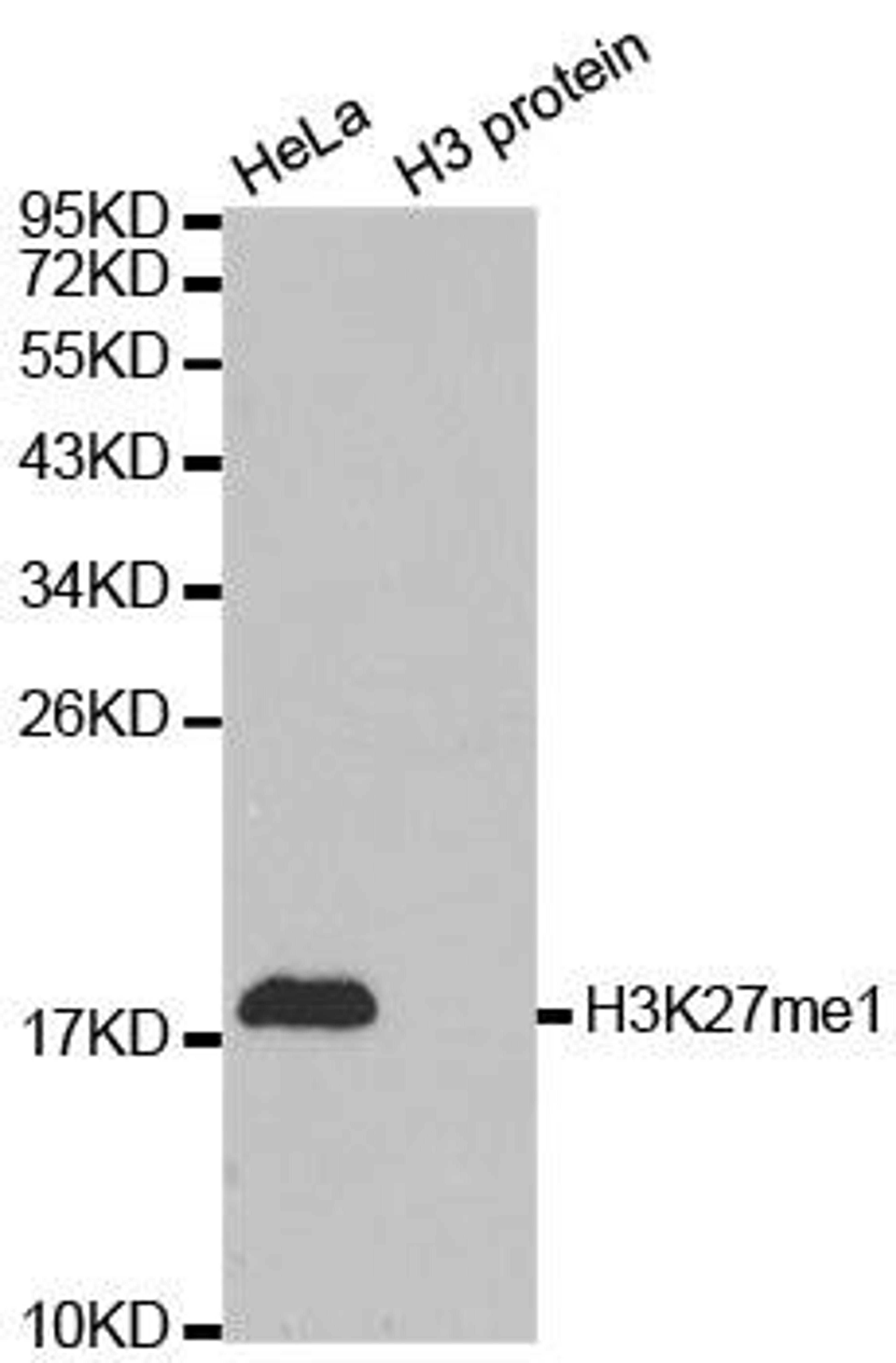 Western blot analysis of extracts of HeLa cell line and H3 protein expressed in E.coli using Histone Histone H3K27me1 antibody