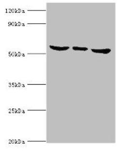 Western blot. All lanes: MAPK15 antibody at 6ug/ml. Lane 1: Hela whole cell lysate. Lane 2: MCF-7 whole cell lysate. Lane 3: HepG2 whole cell lysate. Secondary. Goat polyclonal to rabbit IgG at 1/10000 dilution. Predicted band size: 60, 29, 32 kDa. Observed band size: 60 kDa.