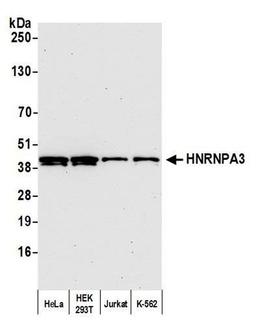 Detection of human HNRNPA3 by WB.