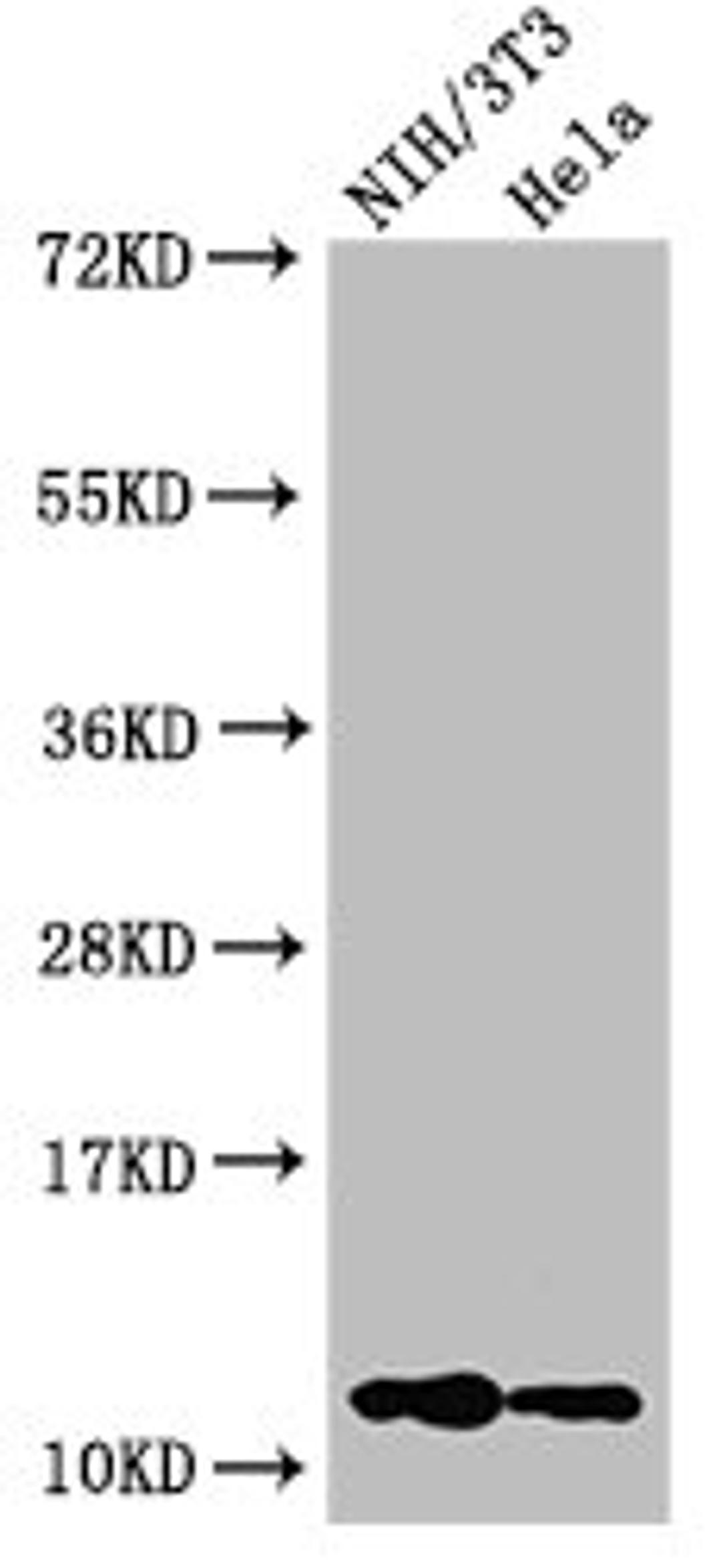 Western Blot. Positive WB detected in: NIH/3T3 cell acid extracts, Hela cell acid extracts. All lanes: HIST1H4A antibody at 1µg/ml. Secondary. Goat polyclonal to rabbit IgG at 1/50000 dilution. Predicted band size: 12 kDa. Observed band size: 12 kDa