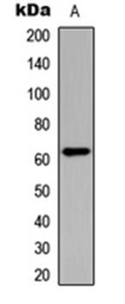 Western blot analysis of HeLa (Lane 1) whole cell lysates using CHK2 (phospho-T383) antibody