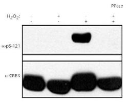 Western Blot: CREB [p Ser121] Antibody [NB100-410] - Detection of phospho-CREB in human HEK 293T cells. Top panel: probed with NB 100-410. Bottom panel: probed with CREB antibody. Lanes 2 and 4 treated with lambda phosphatase, lanes 3 and 4 treated with 0.2mM H202.