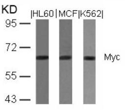 Western blot analysis of lysed extracts from HL60, MCF and K562 cells using Myc (Ab-358).