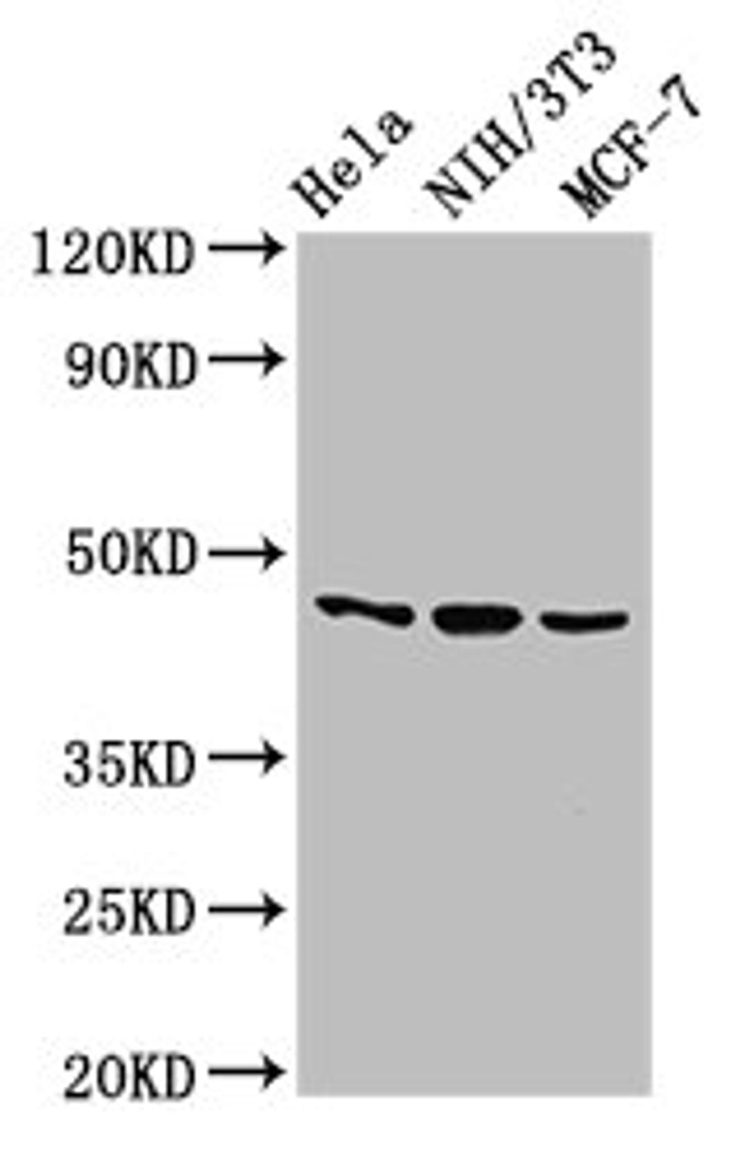 Western Blot. Positive WB detected in: Hela whole cell lysate, NIH/3T3 whole cell lysate, MCF-7 whole cell lysate. All lanes: MAP2K7 antibody at 2.7µg/ml. Secondary. Goat polyclonal to rabbit IgG at 1/50000 dilution. Predicted band size: 48, 52, 50, 49 kDa. Observed band size: 48 kDa