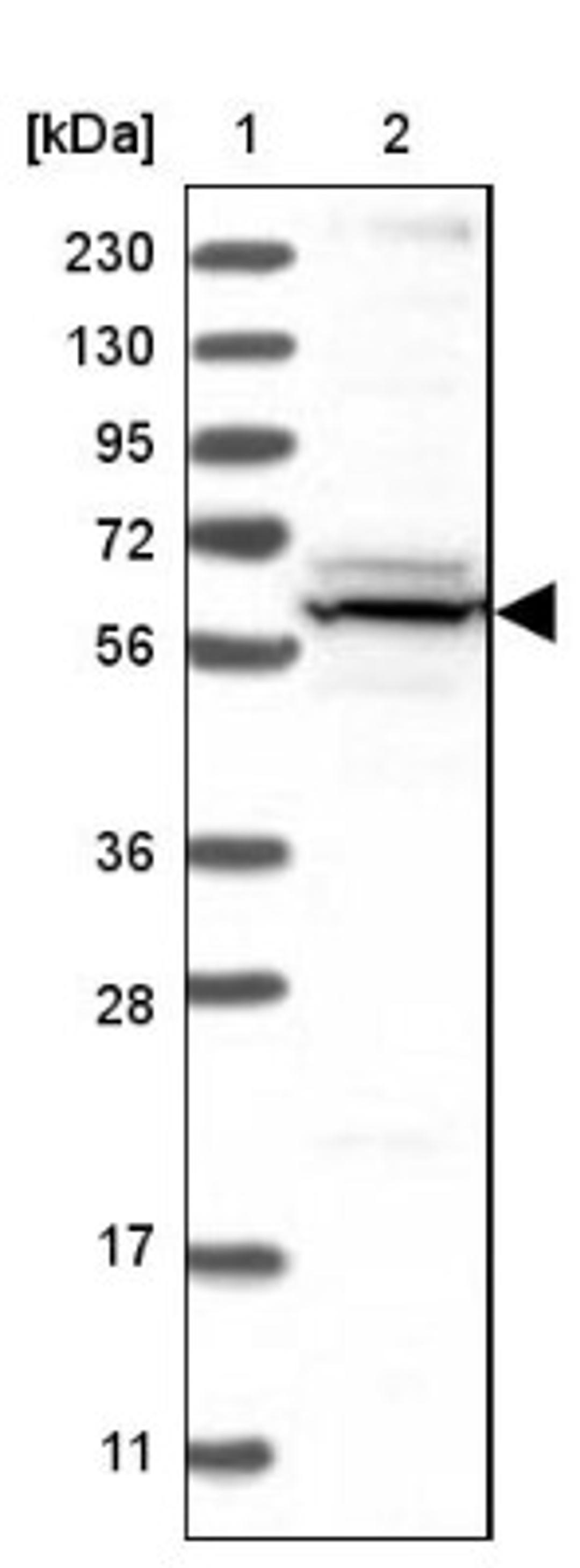 Western Blot: Hemogen Antibody [NBP1-84909] - Lane 1: Marker [kDa] 230, 130, 95, 72, 56, 36, 28, 17, 11<br/>Lane 2: Human cell line RT-4