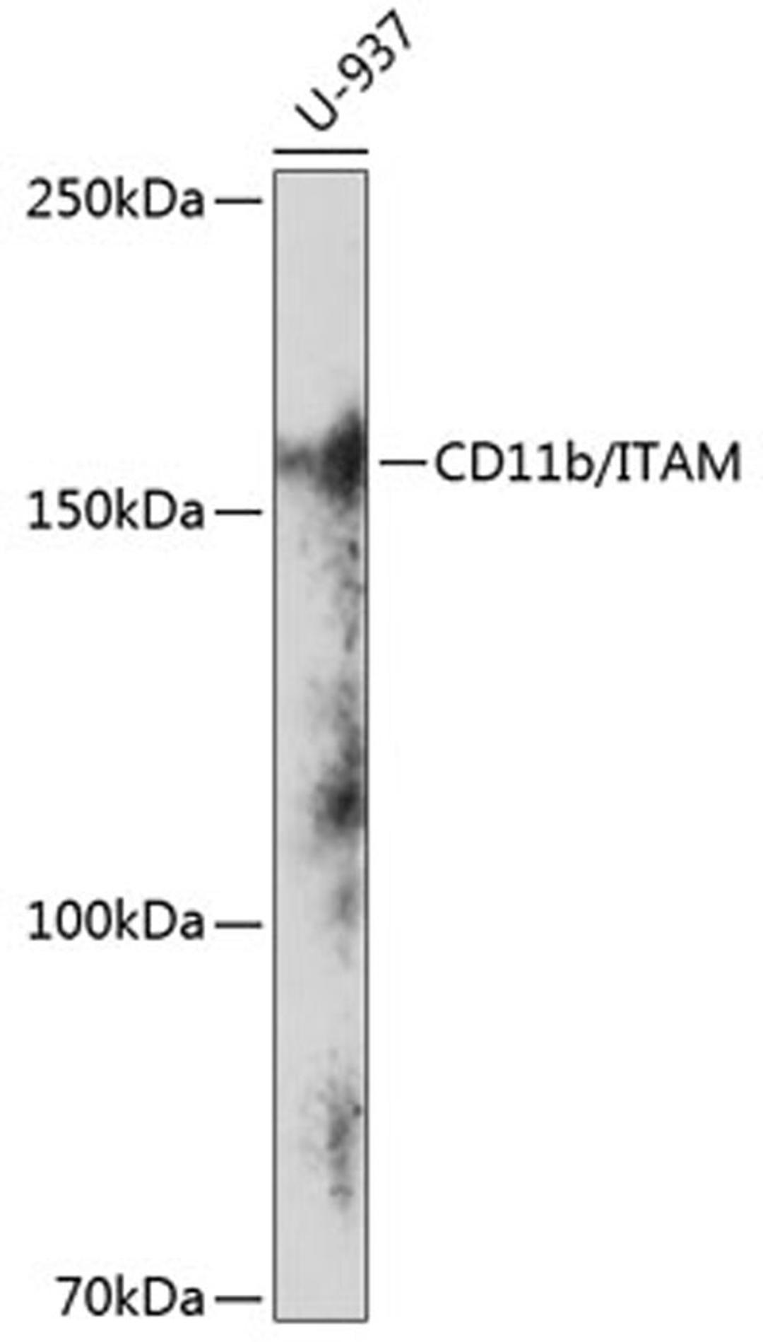 Western blot - CD11b/ITAM antibody (A19010)