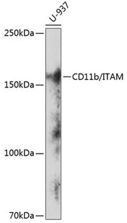 Western blot - CD11b/ITAM antibody (A19010)