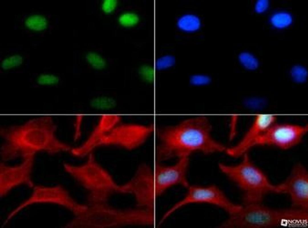 Immunocytochemistry/Immunofluorescence: Histone H3 [Monomethyl Lys4] Antibody [NB21-1021] - Histone H3.2 K4me1 antibody was tested in HeLa cells with FITC (green). Nuclei and actin were counterstained with Dapi (blue) and Phalloidin (red).