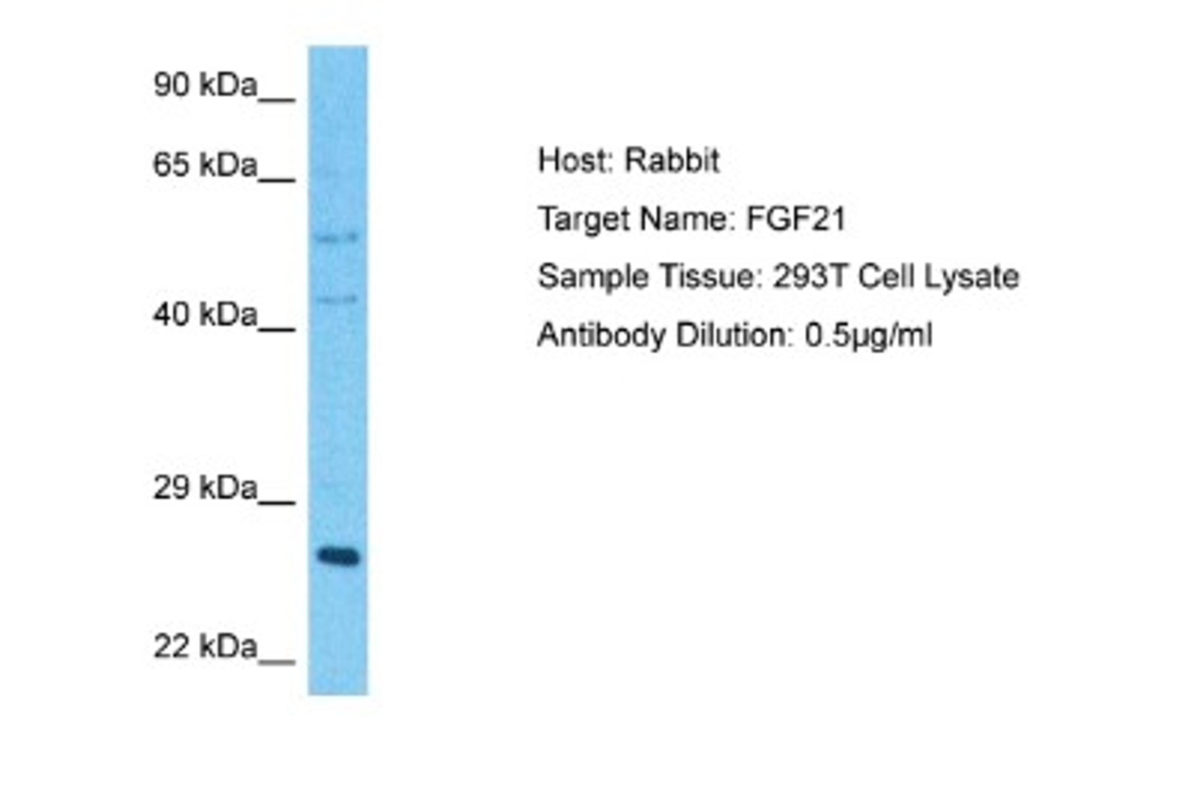 Western Blot: FGF-21 Antibody [NBP1-59291] - 293T Whole Cell lysates, Antibody Dilution: 0.5 ug/ml.