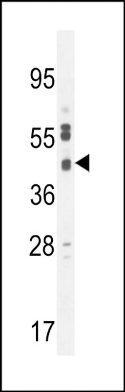 Western blot analysis in U251 cell line lysates (35ug/lane).