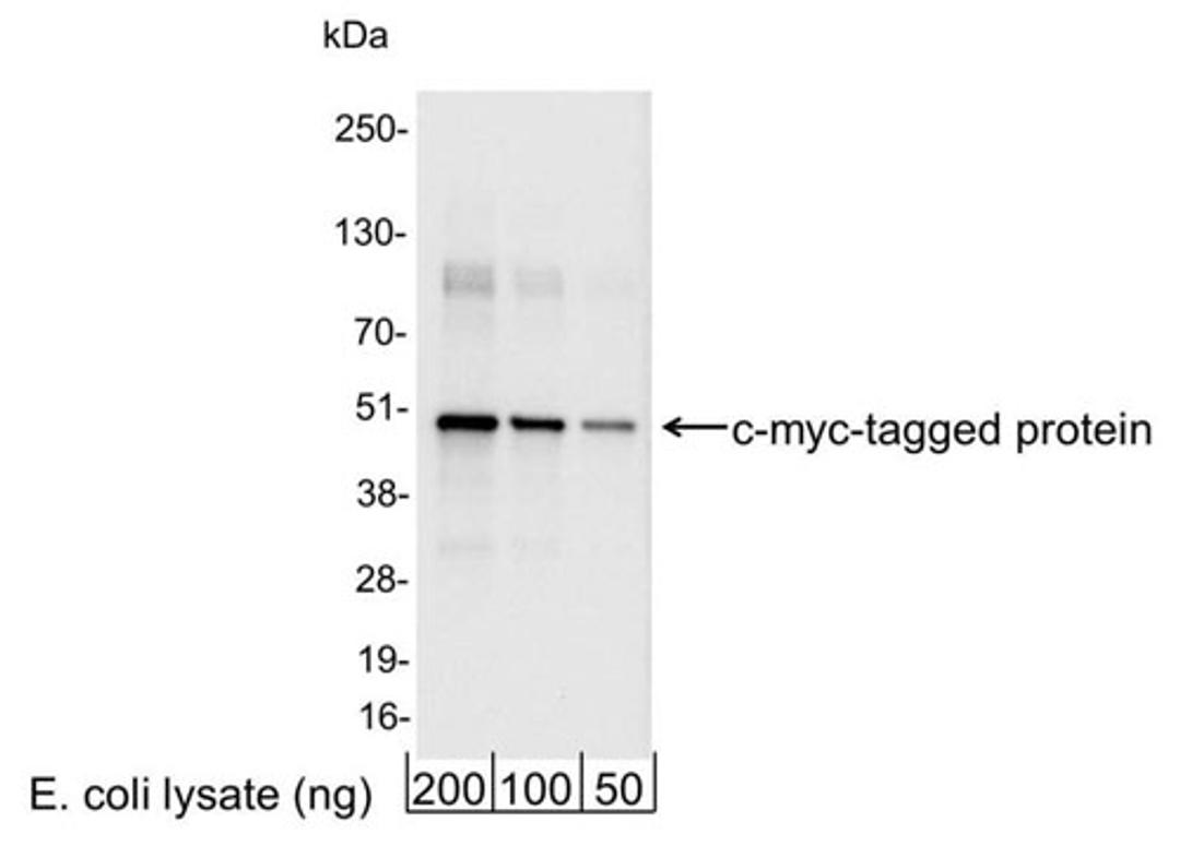 Detection of c-myc-tagged Protein by WB.