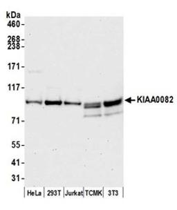 Detection of human and mouse KIAA0082 by western blot.