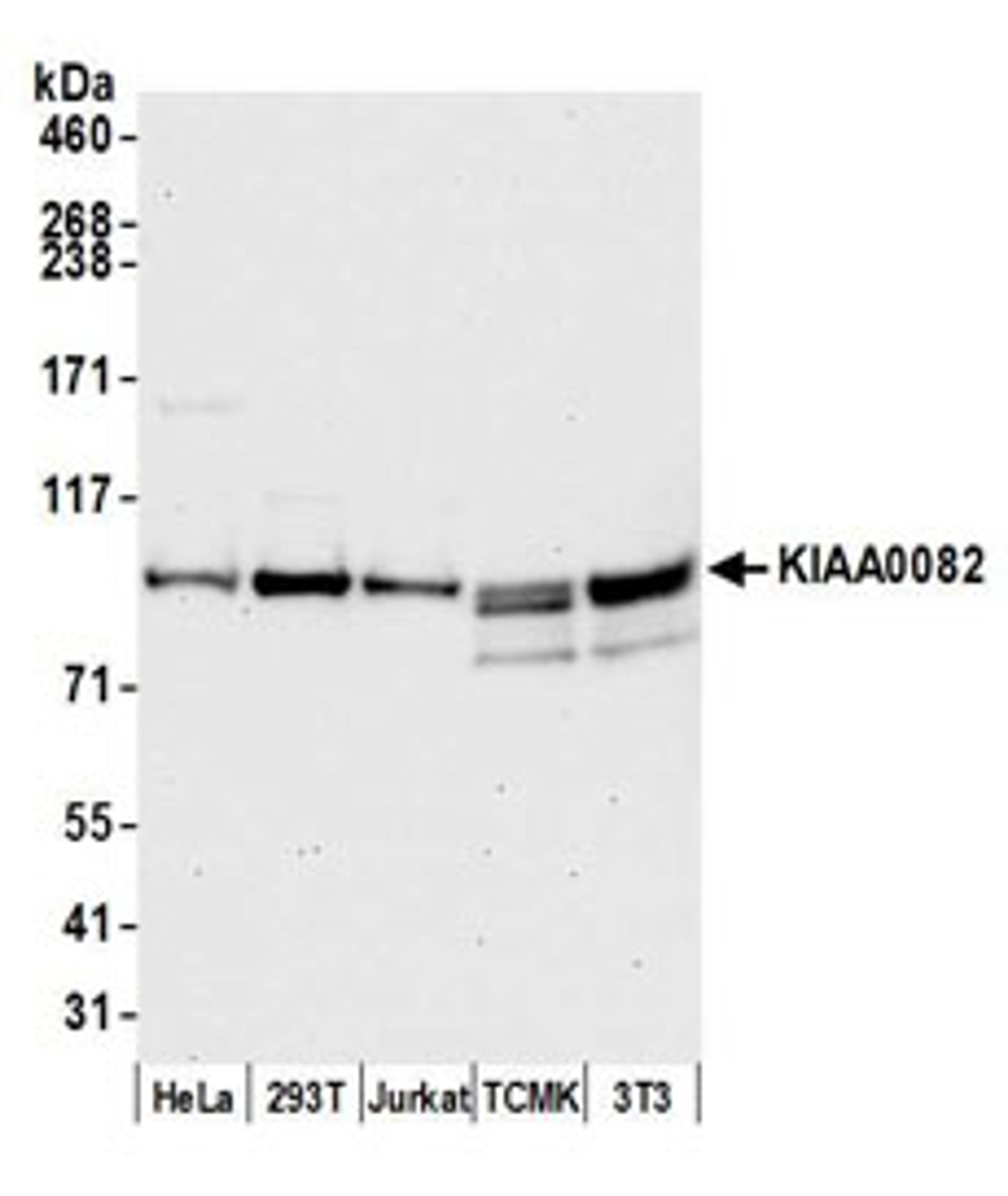 Detection of human and mouse KIAA0082 by western blot.