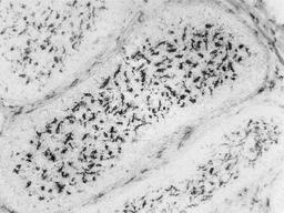 Mouse anti Chicken CSF1R immunohistochemical staining of quail