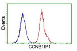 Flow Cytometry: CCNB1IP1 Antibody (4H3) [NBP2-00600] - Analysis of Hela cells, using anti-CCNB1IP1 antibody, (Red), compared to a nonspecific negative control antibody (Blue).