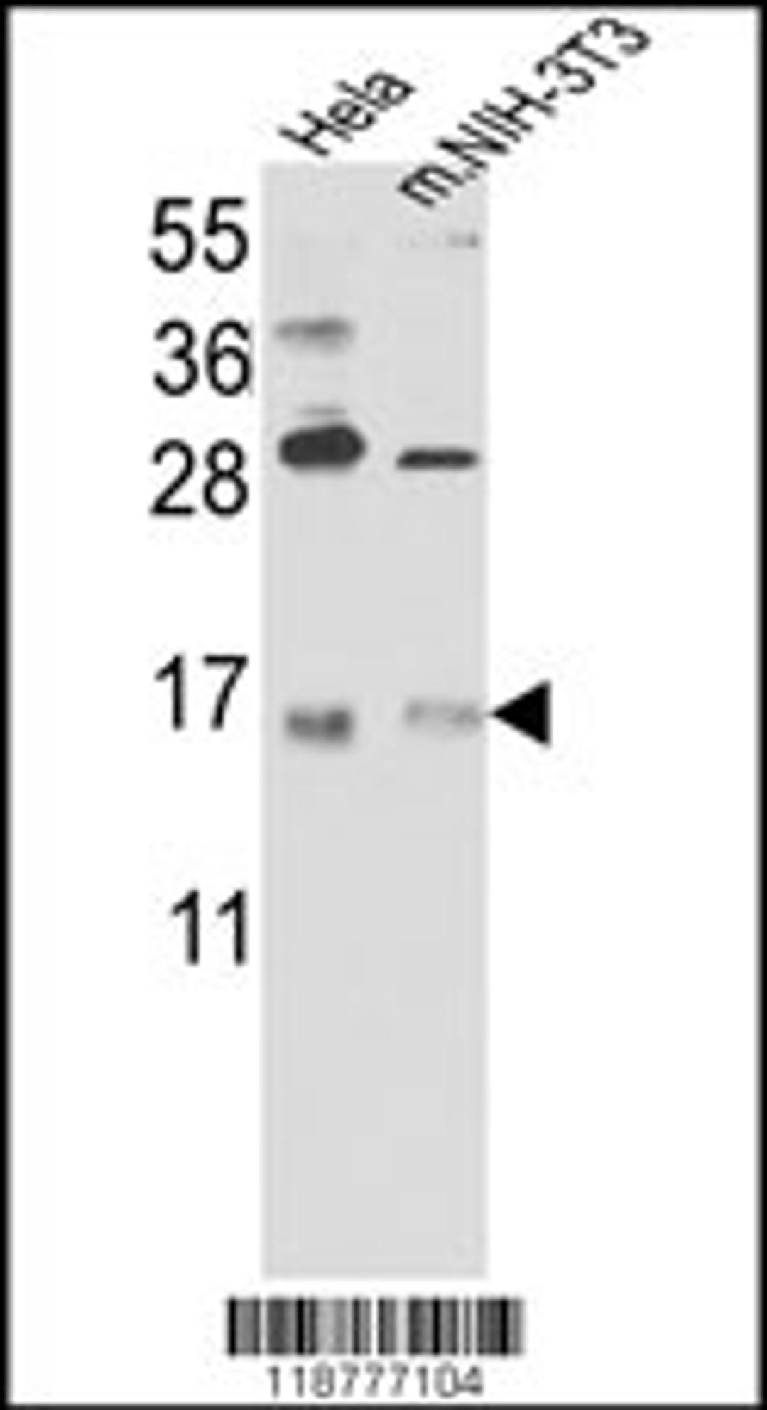 Western blot analysis of RBM3 Antibody in Hela cell line lysates and mouse NIH-3T3 tissues lysates(35ug/lane)