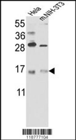 Western blot analysis of RBM3 Antibody in Hela cell line lysates and mouse NIH-3T3 tissues lysates(35ug/lane)